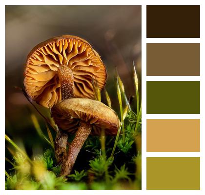 Forest Floor Fungi Mushrooms Image